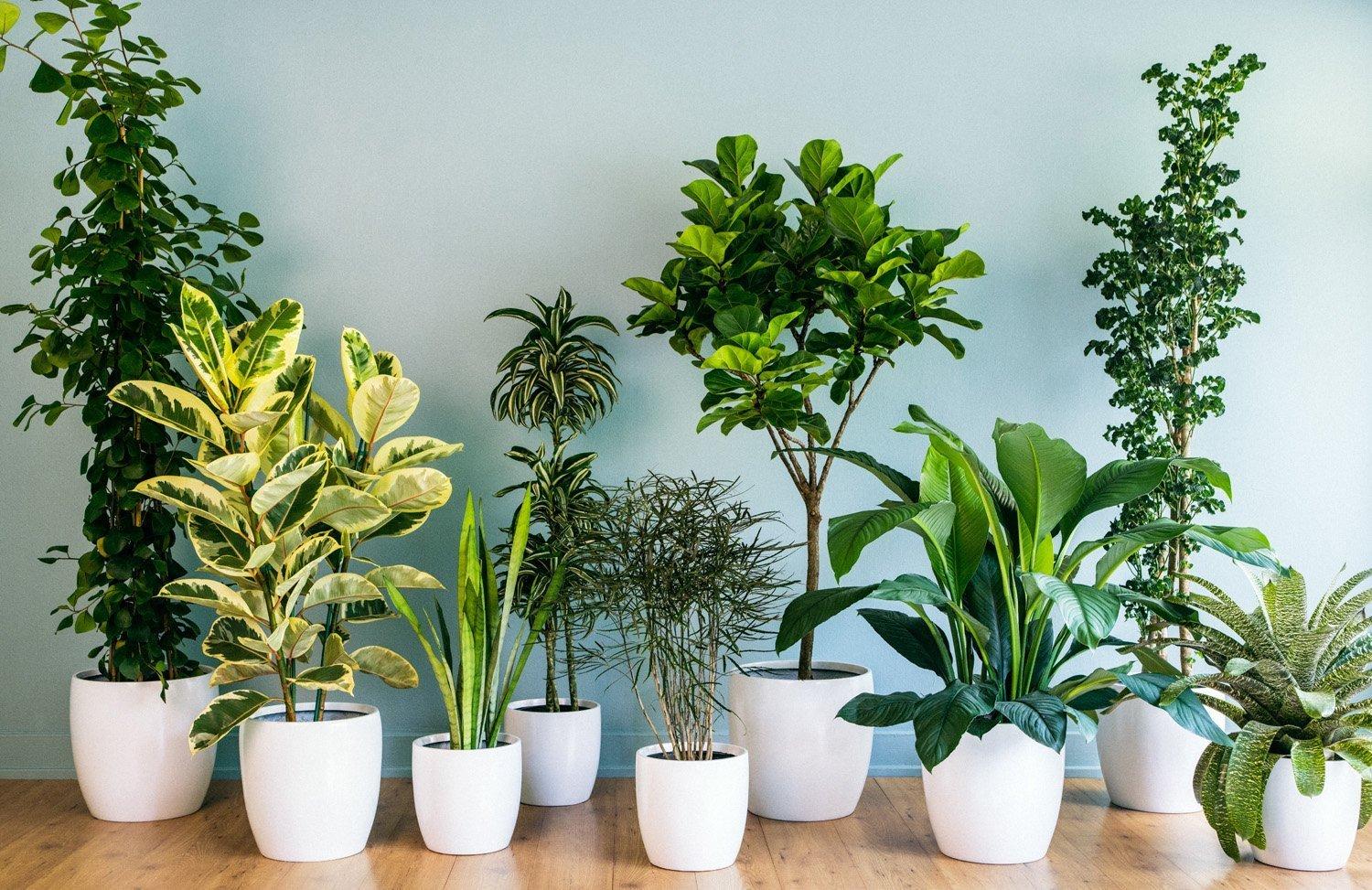 Где Купить Хорошие Комнатные Растения