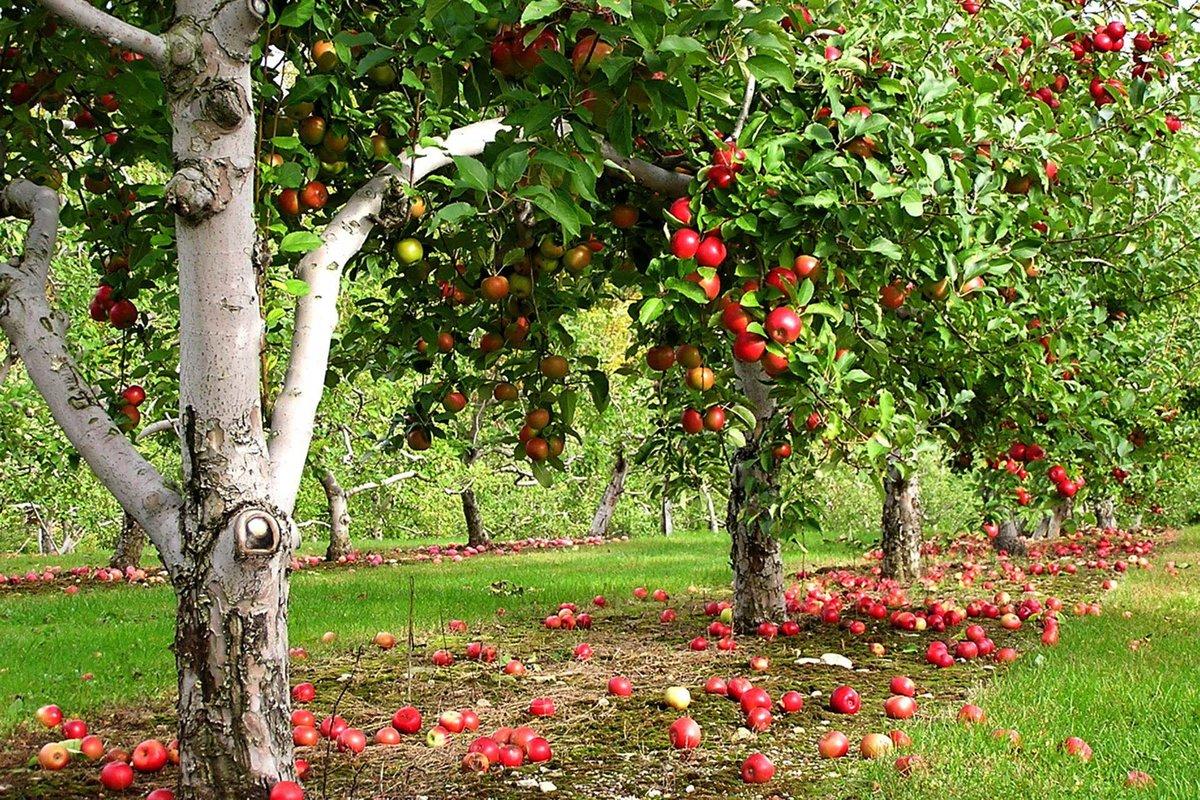 Где Купить Хорошие Плодовые Деревья
