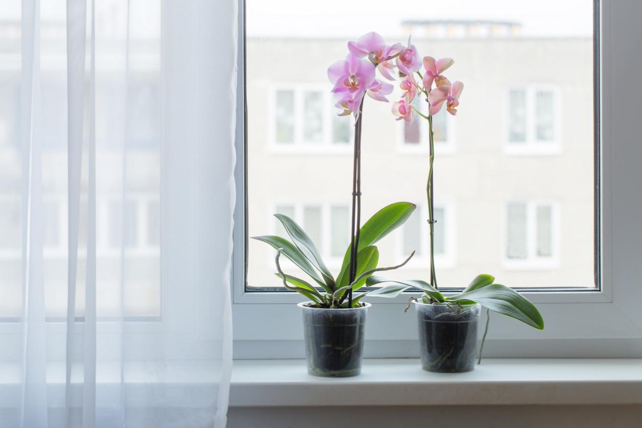 Домашняя Орхидея Фото В Горшке