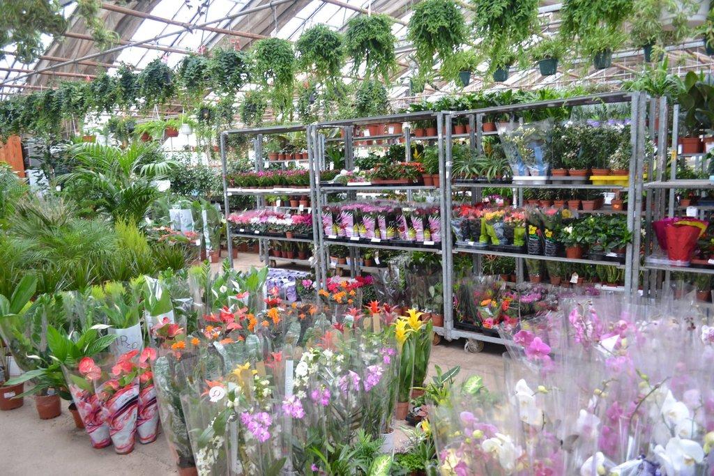 Растения Из Голландии Интернет Магазин