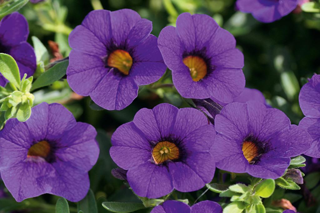 Лизимахия цветок ампельная фото и описание выращивание