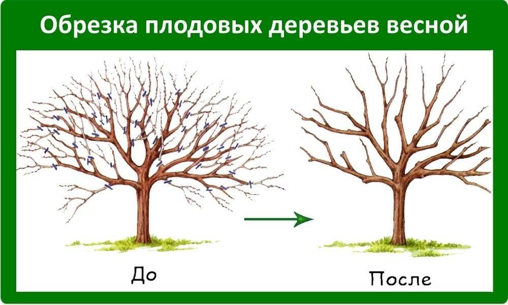 Все о правилах обрезки плодовых деревьев: как обрезать, формирование кроны
