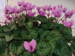 O květech fialek alpských: violka horská, brambořík evropský, dryakva