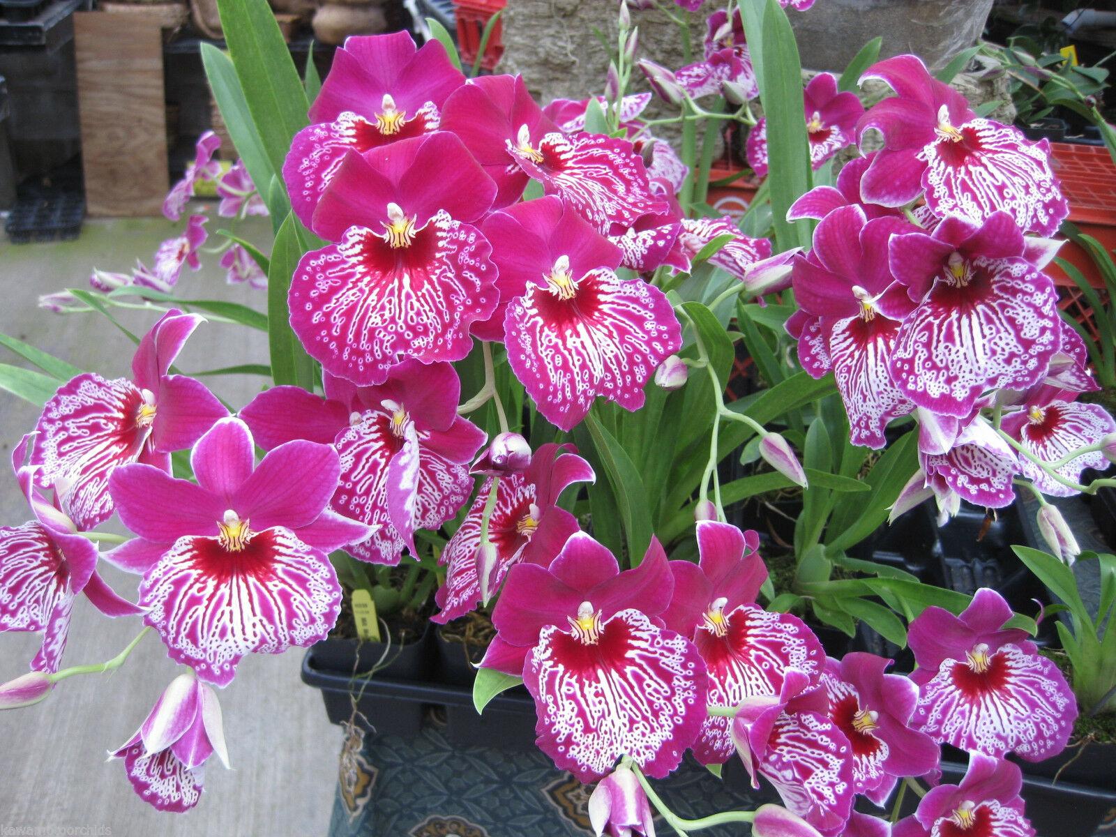 Выращивание и уход за орхидеей Мильтония