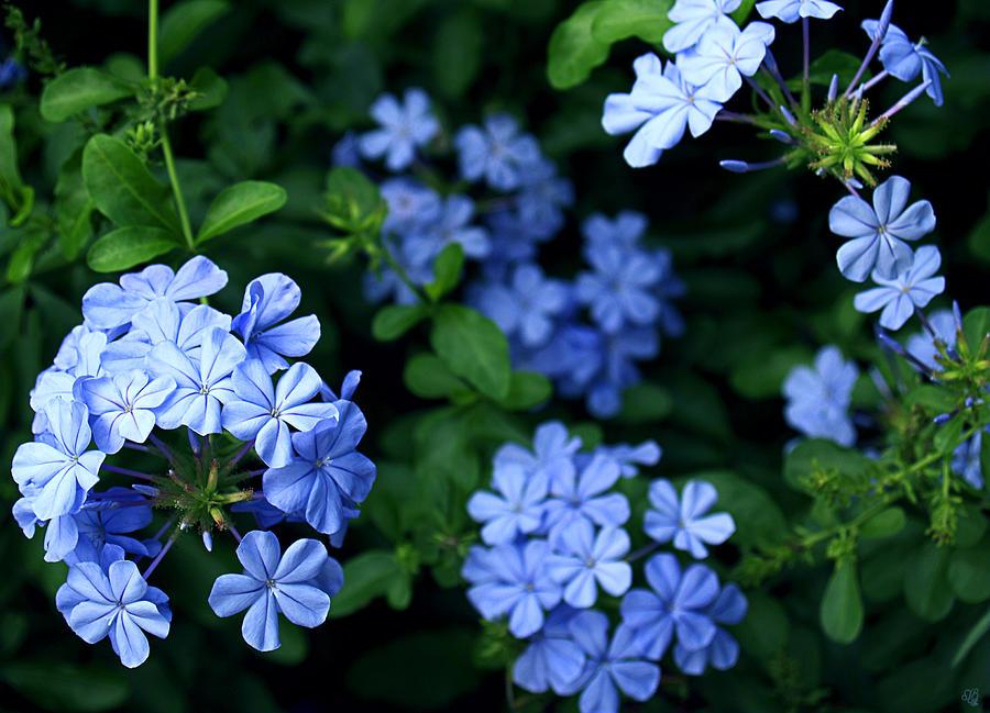 Plumbago: domácí péče, reprodukce, foto