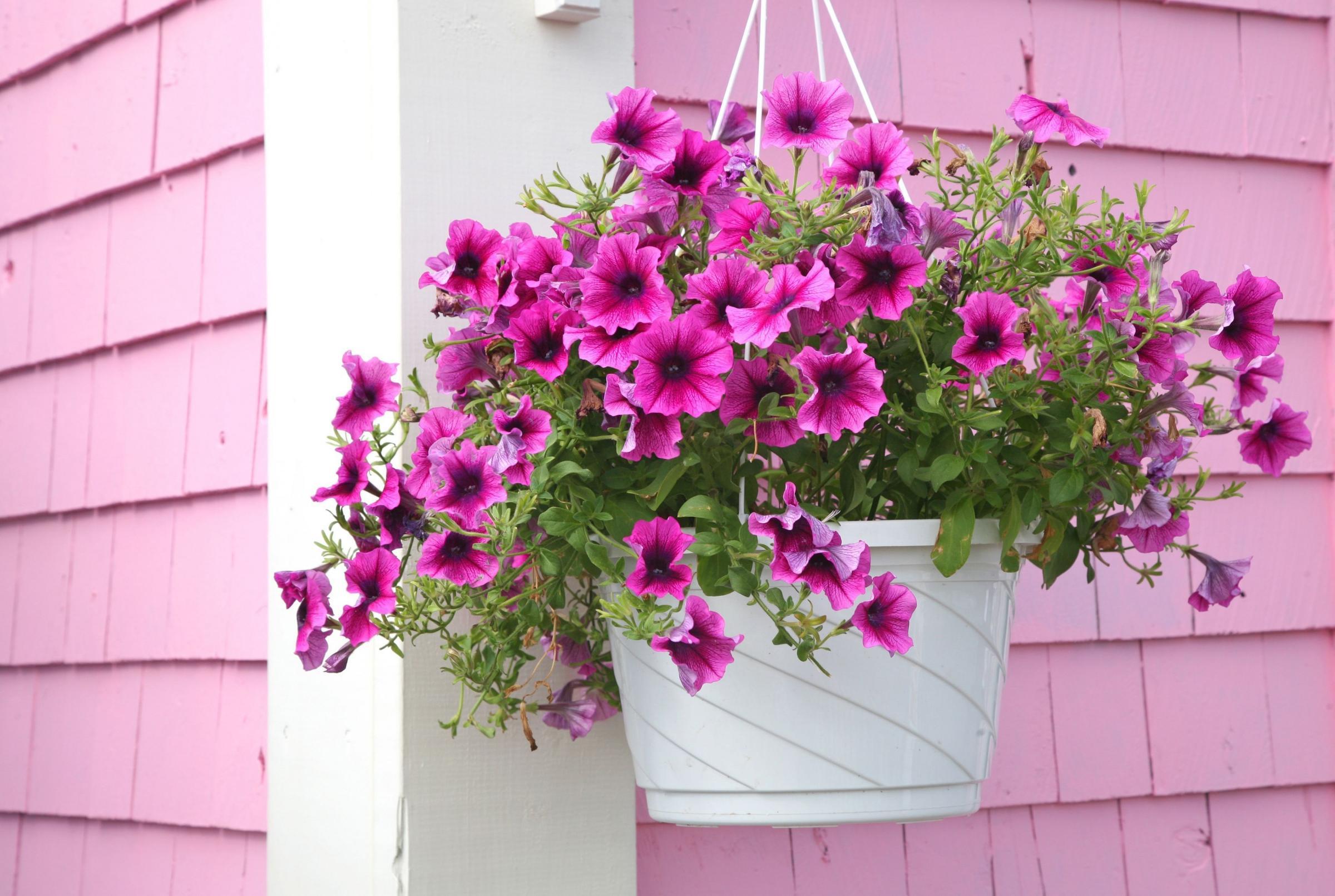 Ампельные комнатные растения и ампельные цветы для балкона: выращивание