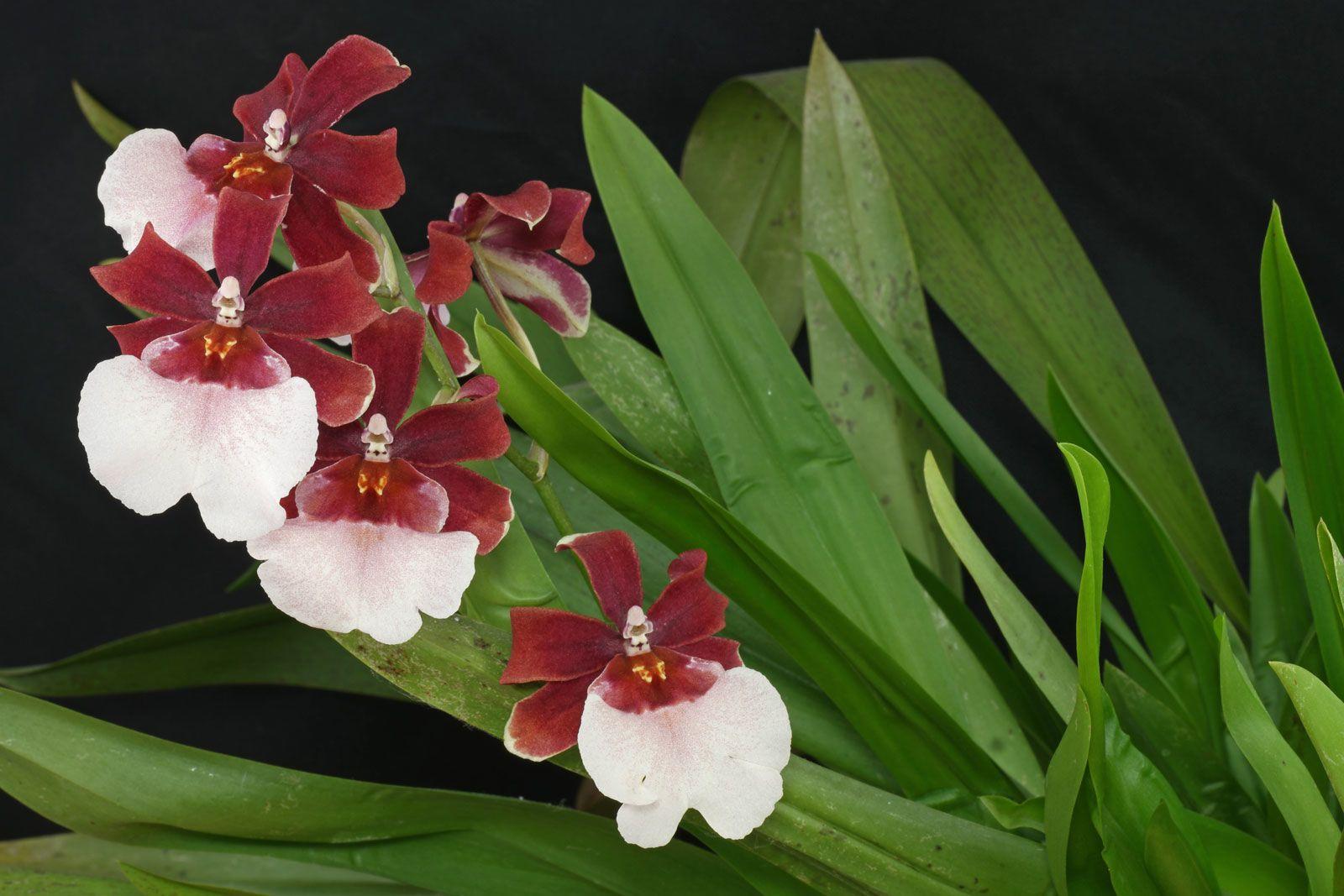 Камбрия (орхидея): уход и размножение в домашних условиях