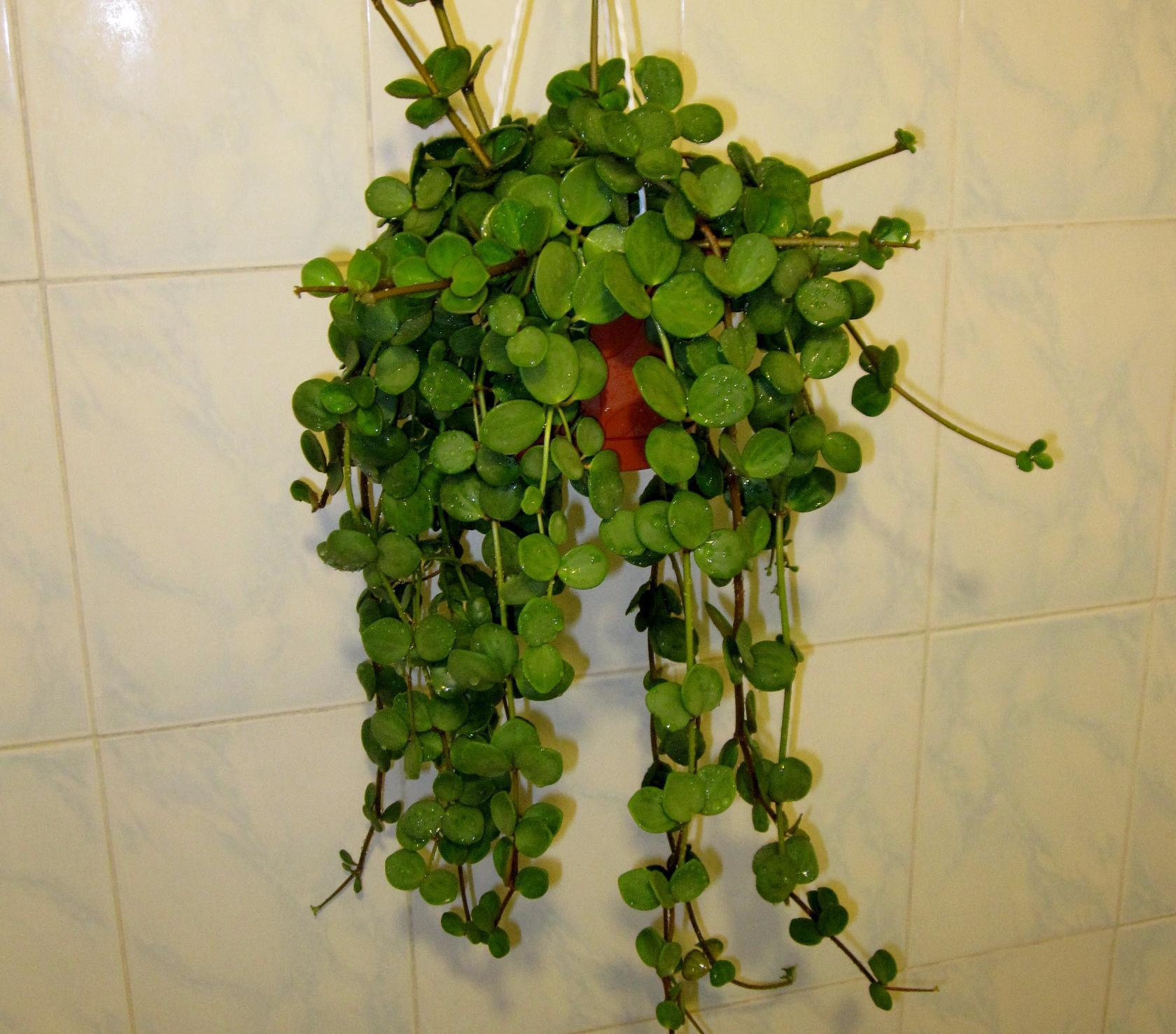 комнатные ползучие растения фото