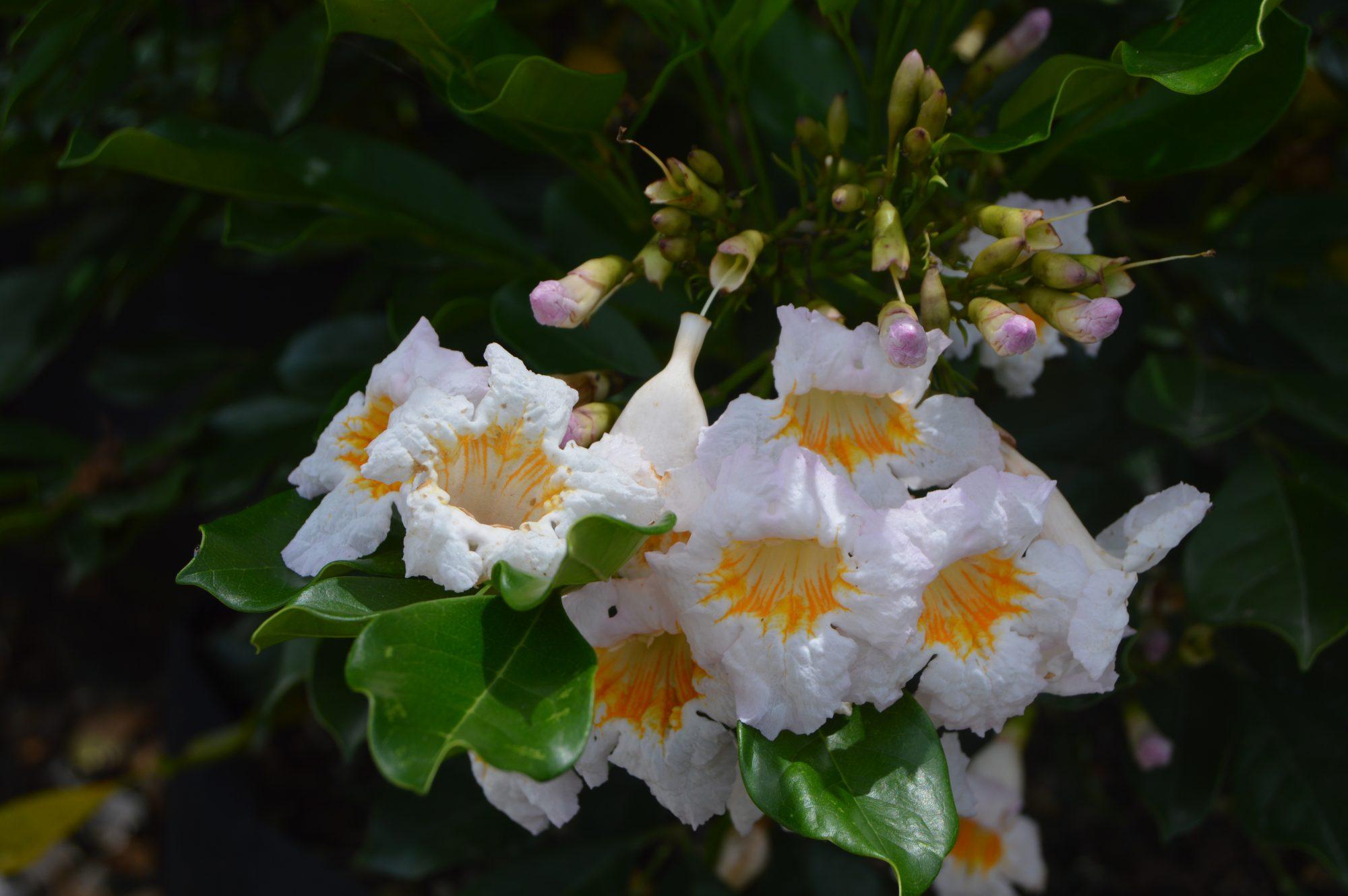 Примеры ухода дома за цветком радермахера- варианты размножения и цветения