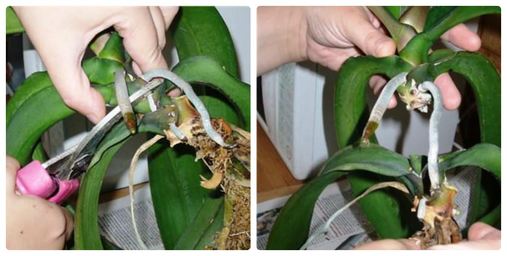 Как размножить орхидею черенками в домашних условиях