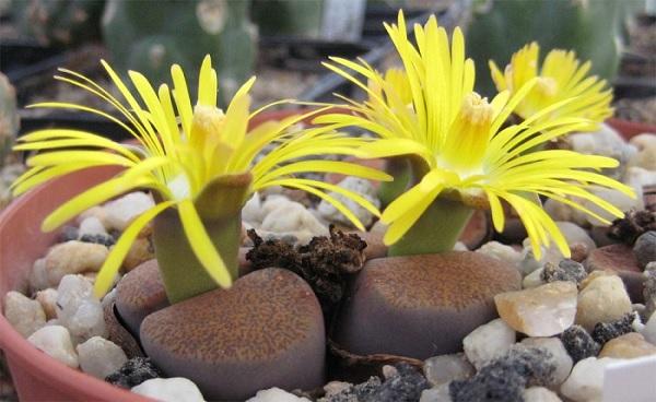 Примеры по уходу и выращиванию цветка литопс: размножение и посадка