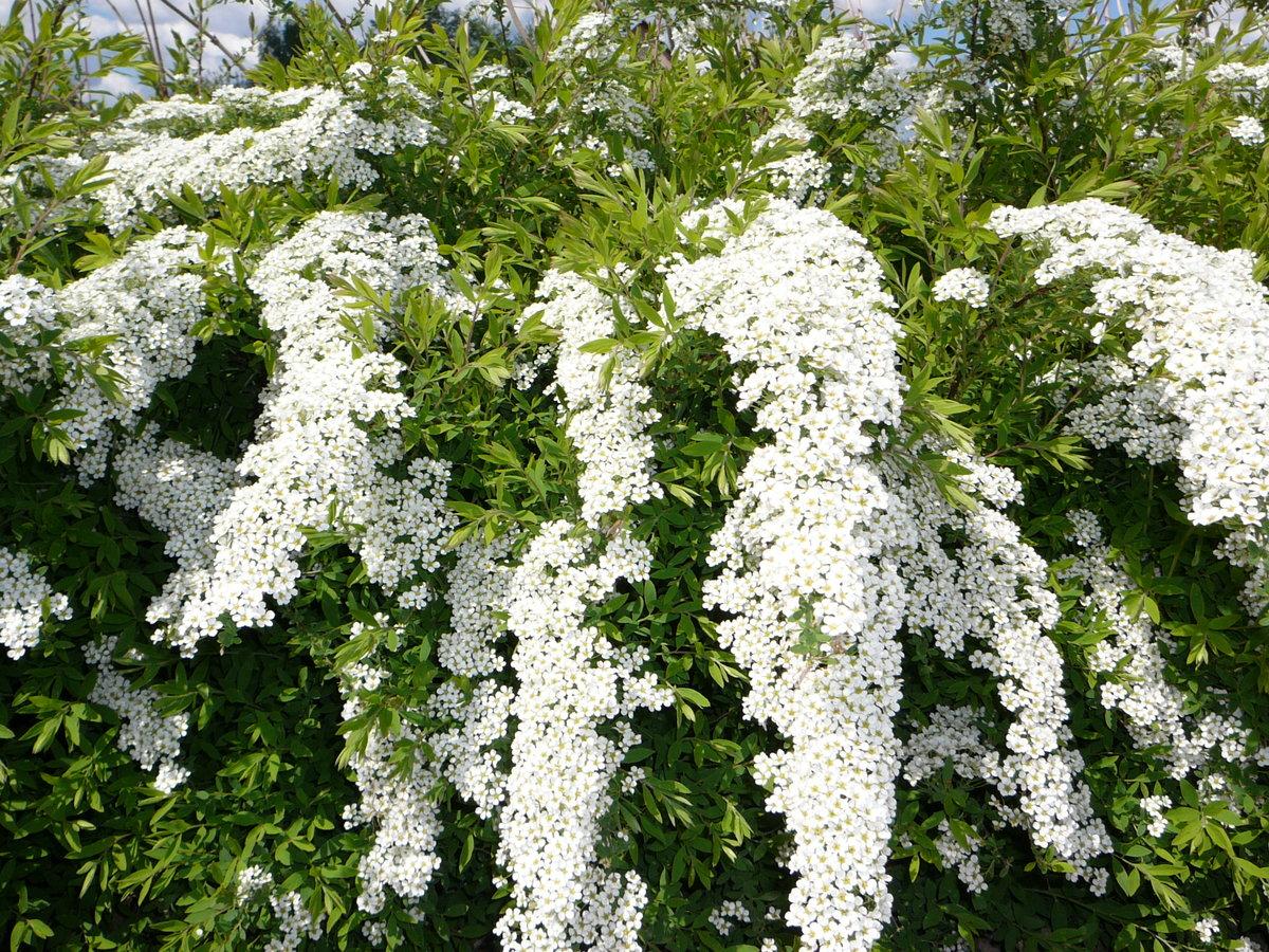 Белые цветы кустарник название и фото