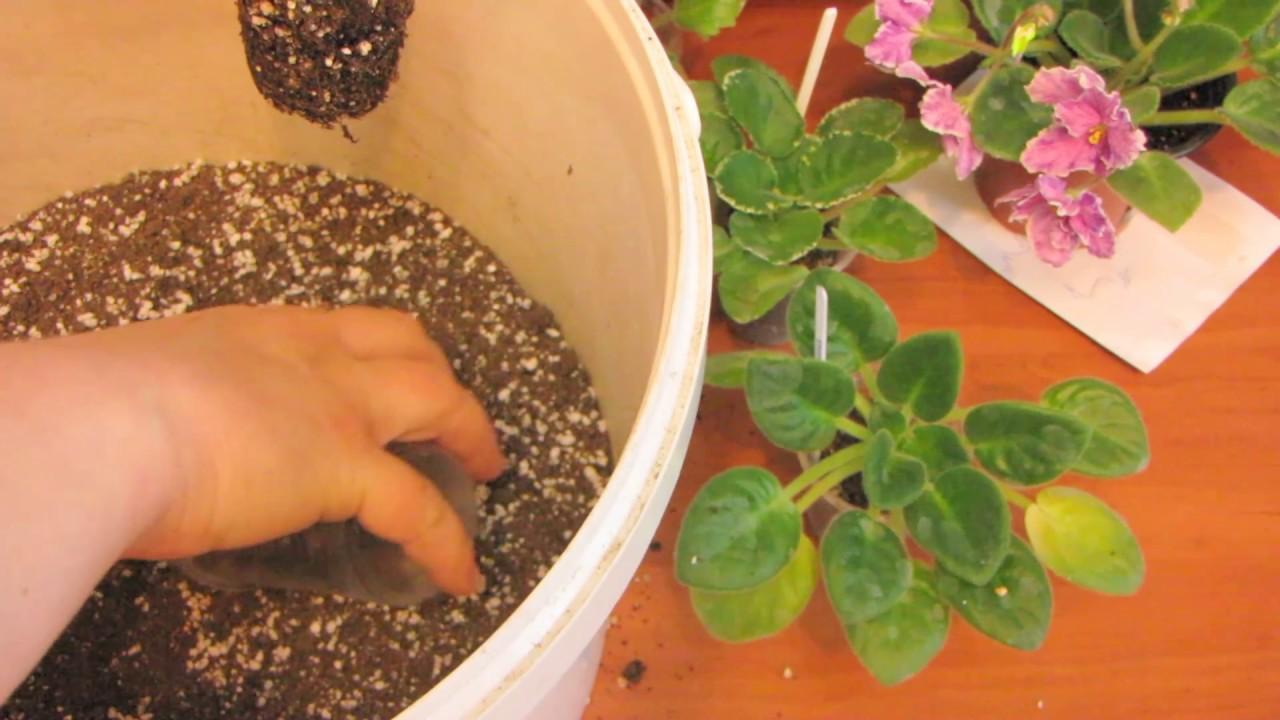 Как пересаживать фиалки во время цветения: как выбрать горшки, подготовить землю