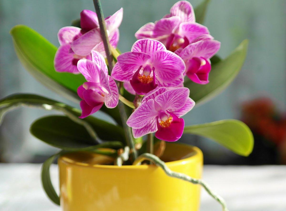 Виды и сорта орхидей выращиваемых в домашних условиях