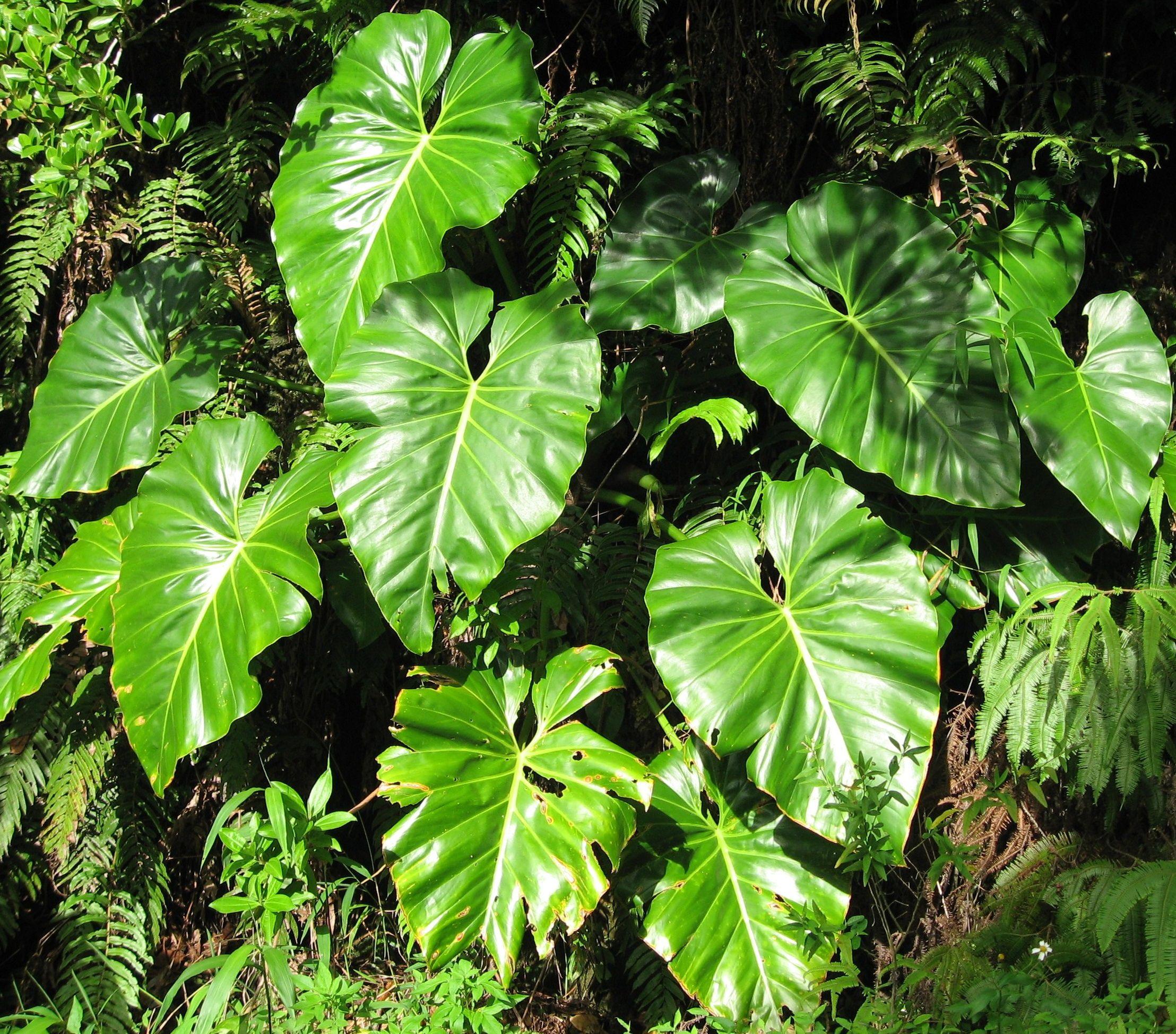 Комнатное растение филодендрон: многообразие видов, описание разновидностей