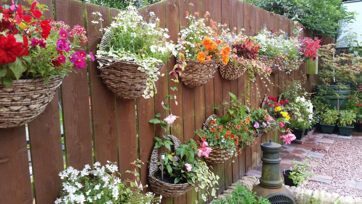 Ампельные цветы для сада в кашпо и их названия: выбор растений и цветы для балкона, их расположение