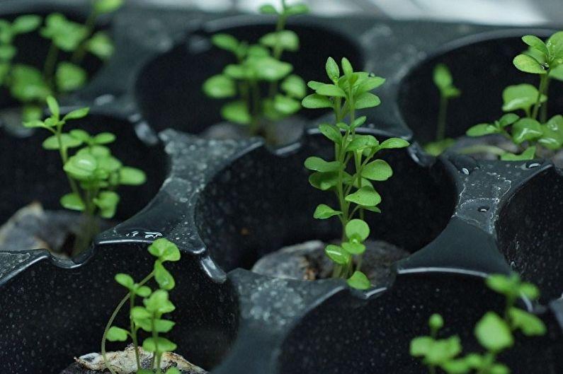 Как выращивать лаванду из семян в домашних условиях?
