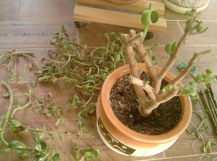Бонсай своими руками— выращиваем растения в домашних условиях