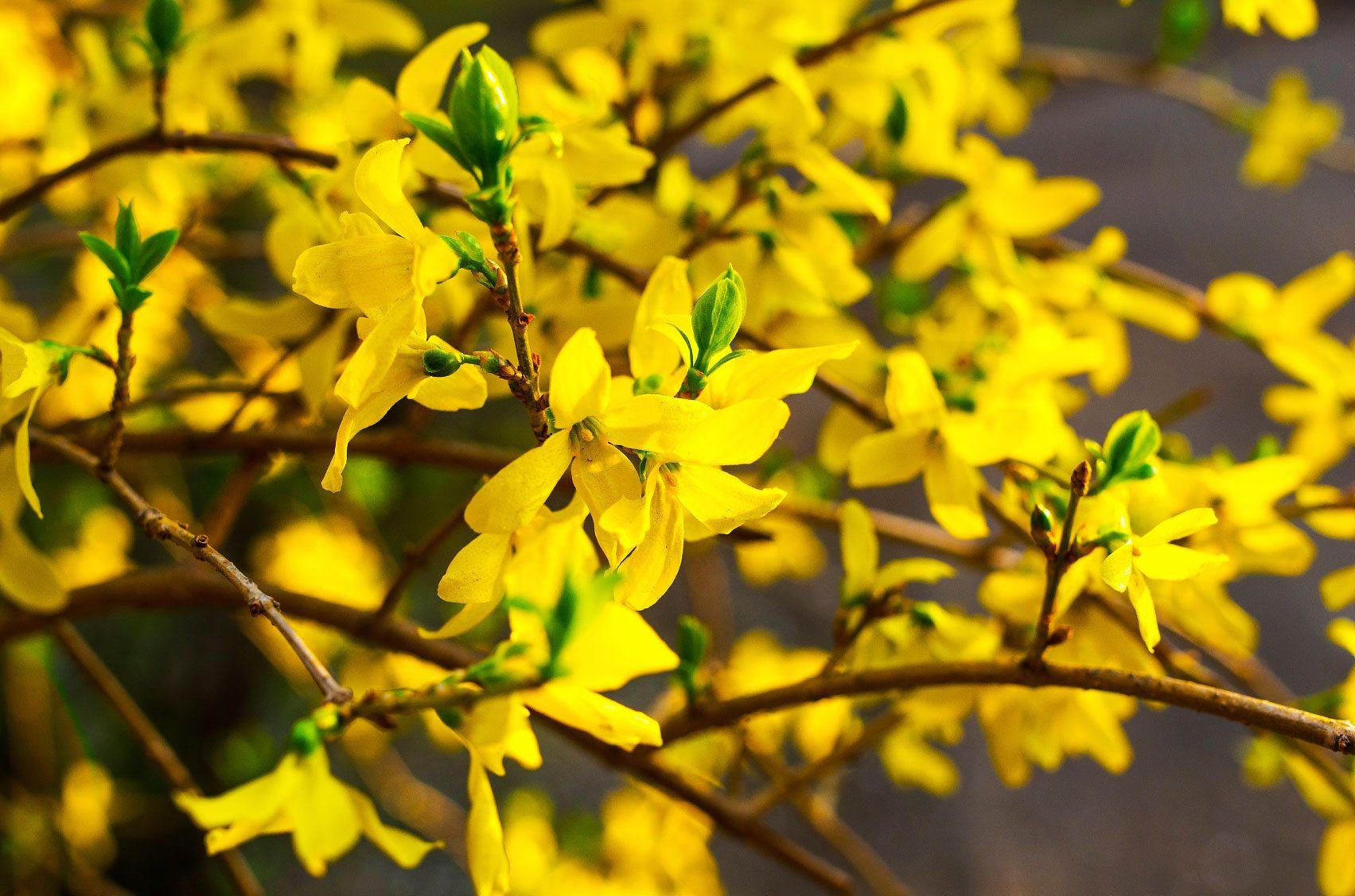 Желтые кусты весной как называются. Форзиция (форсайтия). Желтый кустарник форзиция. Форзиция Медоуларк.
