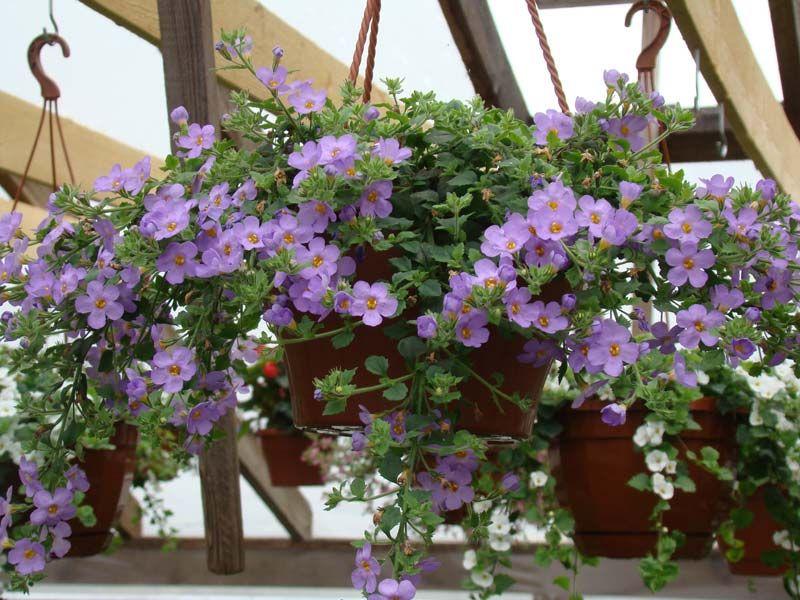 Ампельные комнатные растения и ампельные цветы для балкона: выращивание