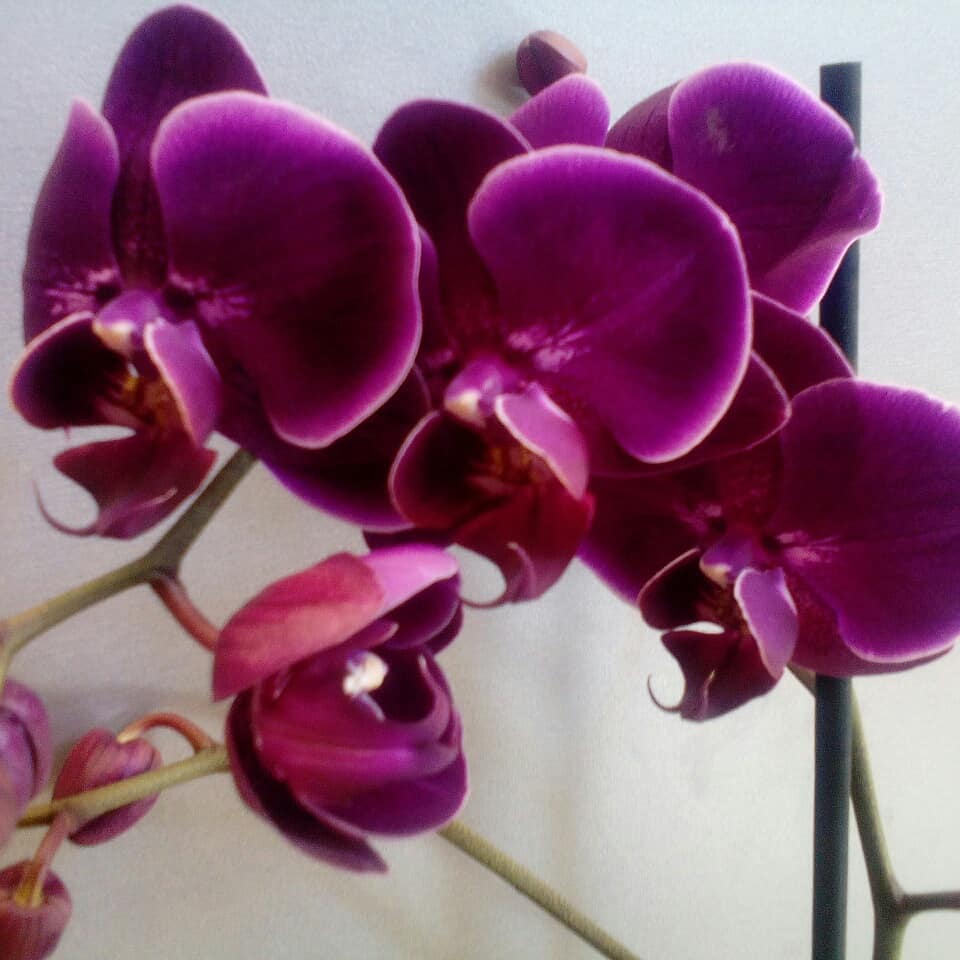 Орхидея жемчужина императора фото и описание