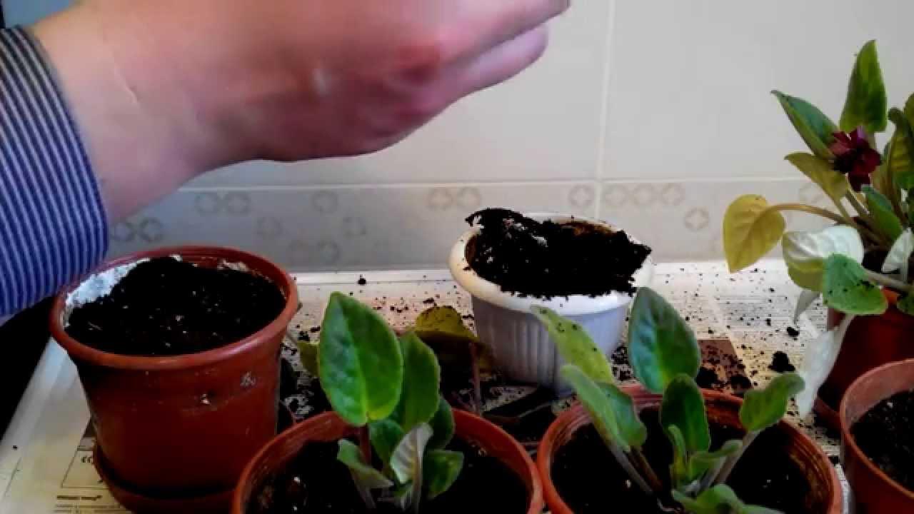 Как пересаживать фиалки во время цветения: как выбрать горшки, подготовить землю