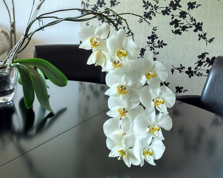 Как размножить орхидею черенками в домашних условиях