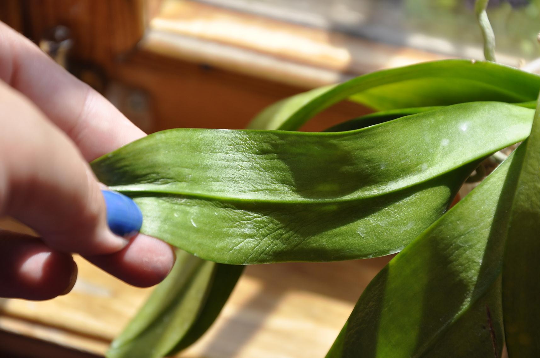 Как заставить орхидею цвести в домашних условиях
