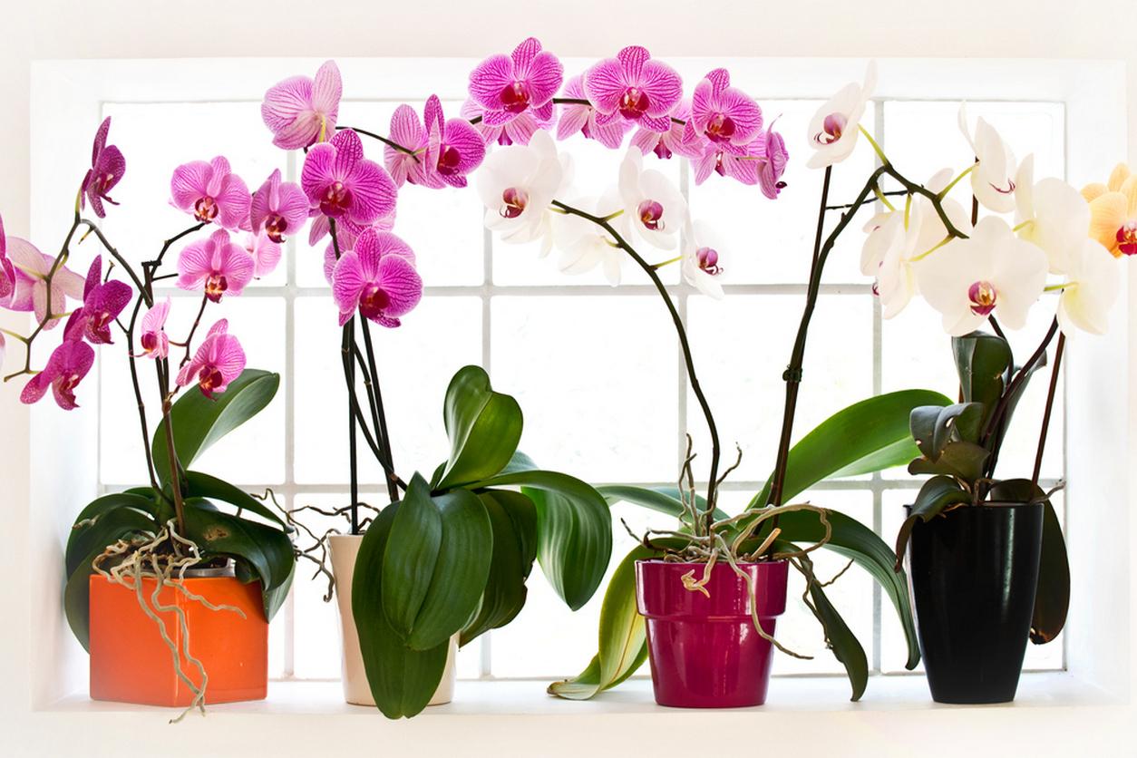 Купить орхидею в ставрополе. Фаленопсис van Geel. Фаленопсис в интерьере квартиры. Цветы Эстетика орхидеи. Как разместить орхидеи в квартире.
