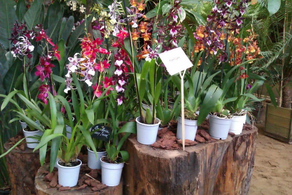Камбрия (орхидея): уход и размножение в домашних условиях