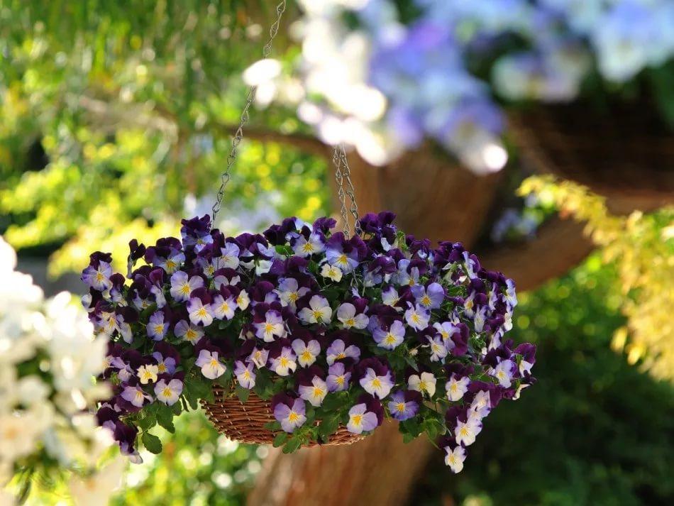 Ампельные цветы для сада в кашпо и их названия: выбор растений и цветы для балкона, их расположение