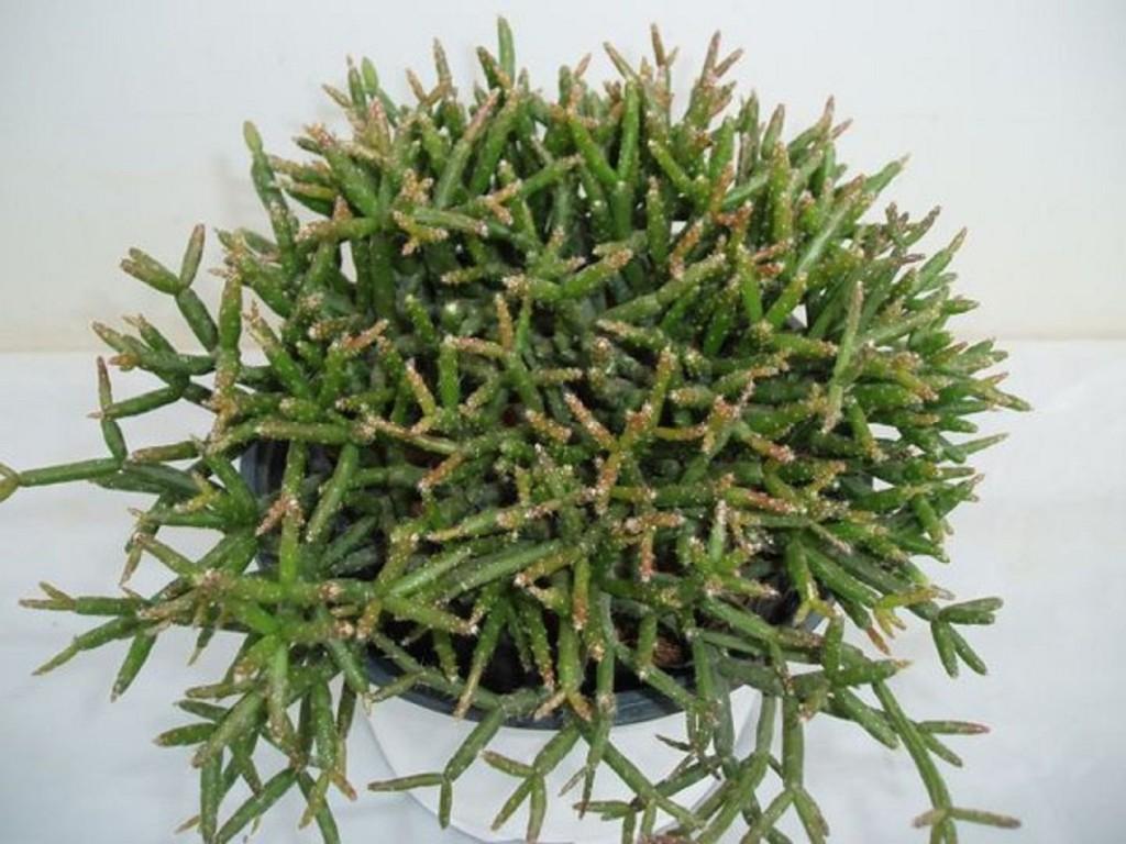 Рипсалис – мягкий древесный кактус