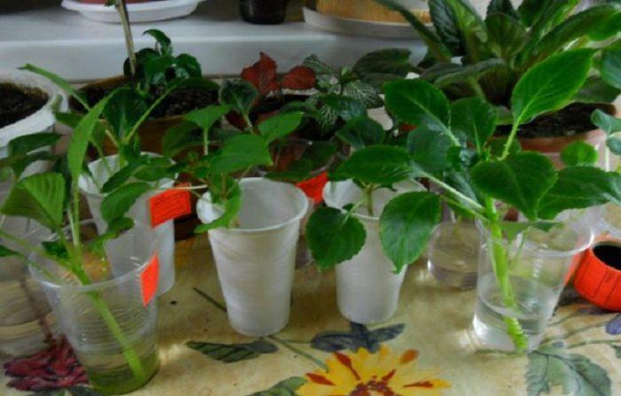 Можно ли выращивать бальзамин как комнатное растение?