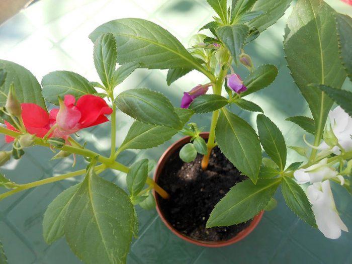 Можно ли выращивать бальзамин как комнатное растение?