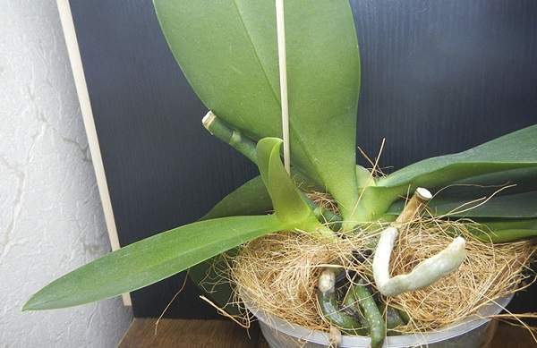 Варианты как правильно сажать орхидею: в горшок, из детки, без корней и другие