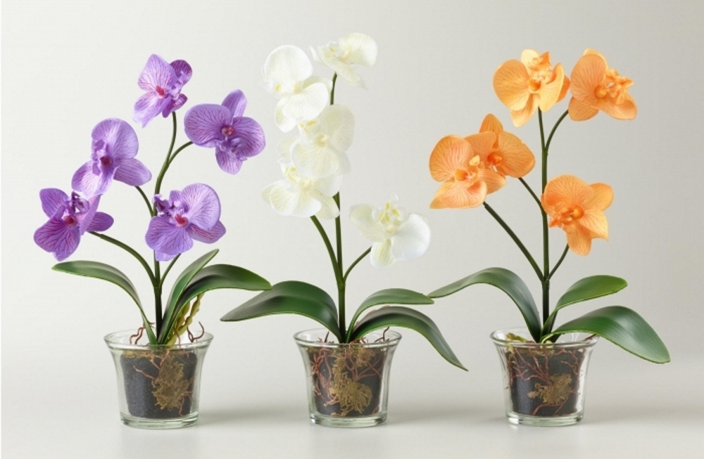 Обязательно ли выращивать орхидеи в прозрачных горшках