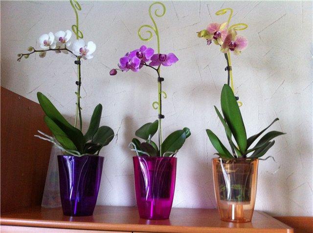 Обязательно ли выращивать орхидеи в прозрачных горшках