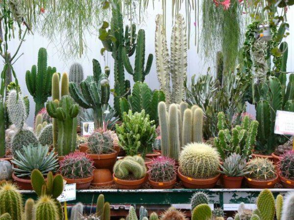 Jaká půda je potřebná pro kaktusy