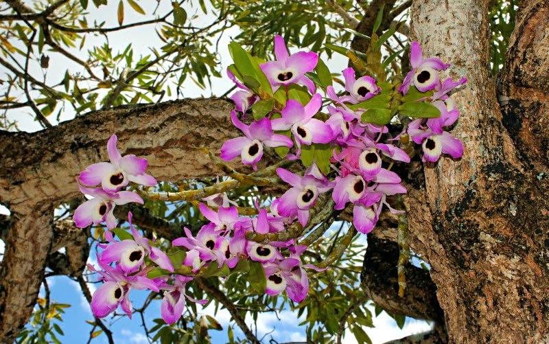 Как выращивать орхидеи дендробиум в домашних условиях?
