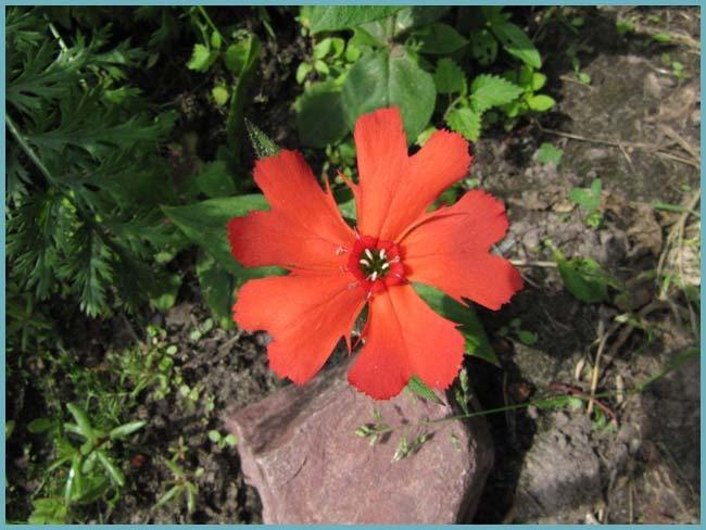 Лихнис халцедонский 27 фото посадка и уход за зорькой обыкновенной применение цветка в ландшафтном дизайне выращивание из семян