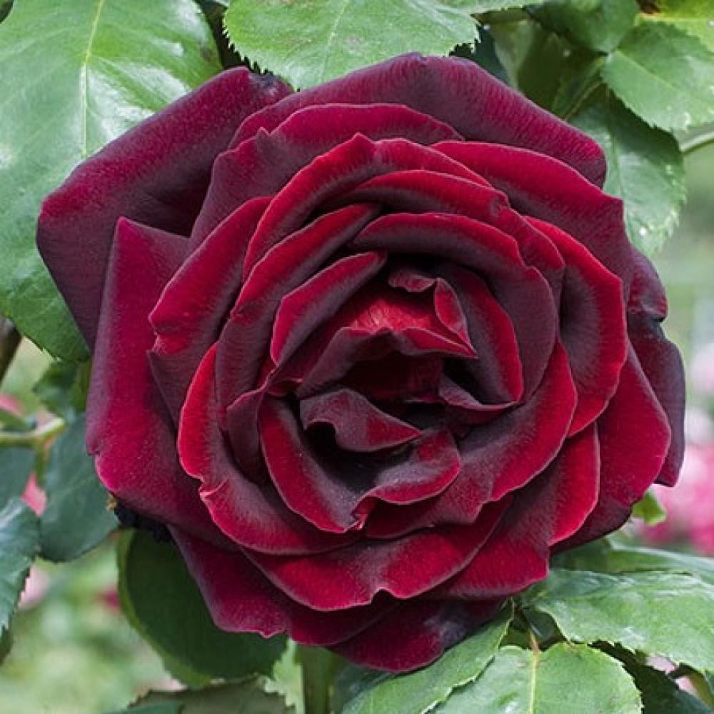 Картинка майская роза