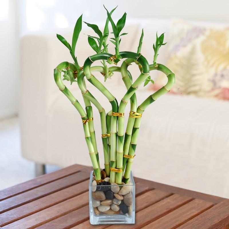 Как в домашних условиях выращивать бамбук в домашних условиях?
