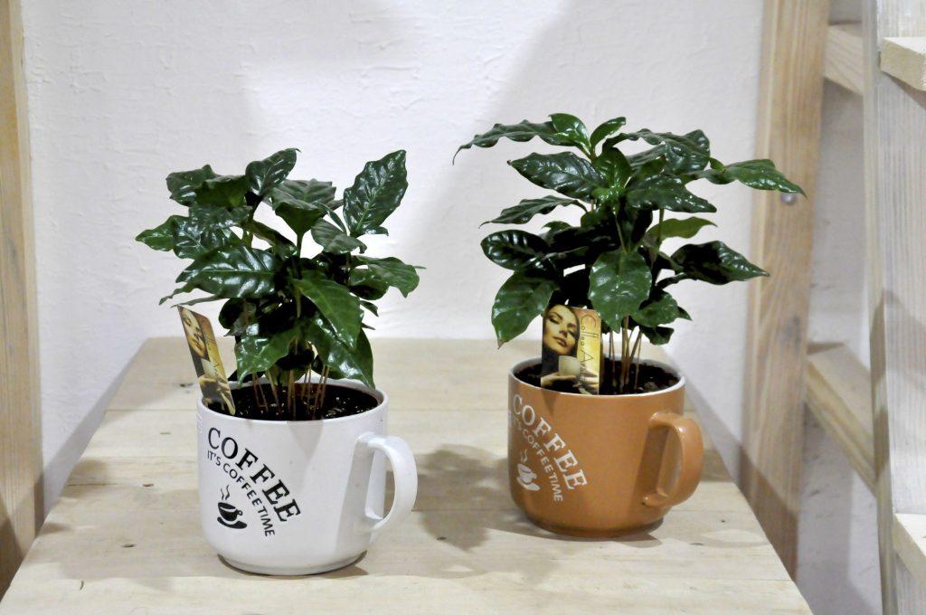 Как в домашних условиях выращивать кофе арабика?