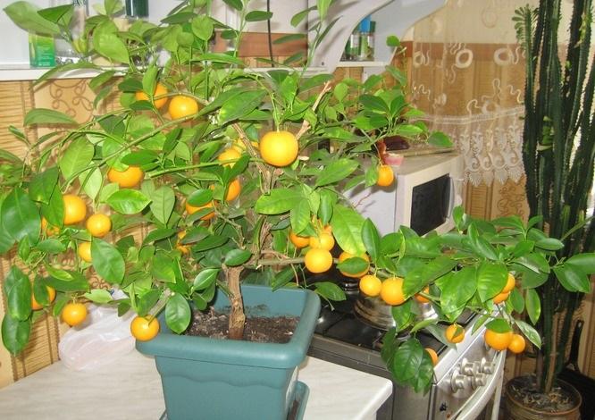 Уход за мандарином из косточки в домашних условиях + видео