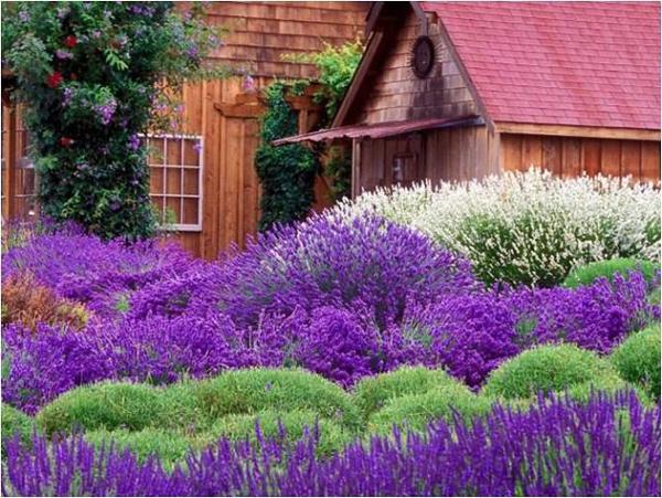 Лаванда дома — ароматный сад на подоконнике