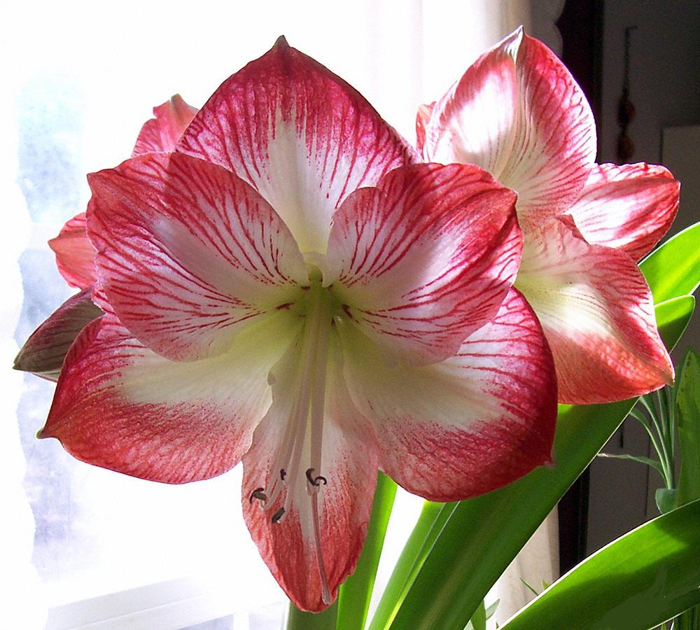 Выращивание комнатных или домашних лилий – от посадки в горшок до хранения после цветения