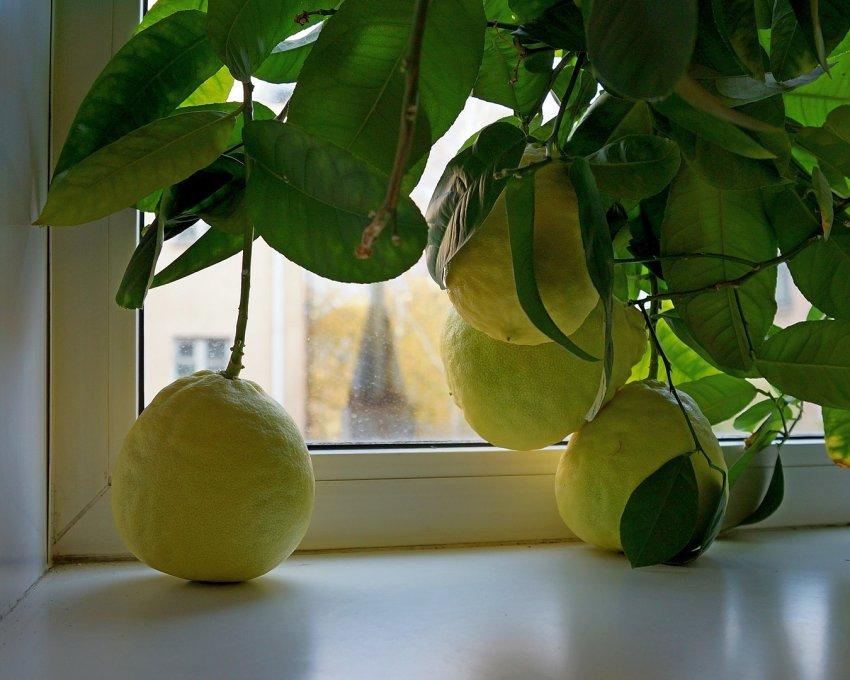 Как выращивать лимоны из косточки в домашних условиях?