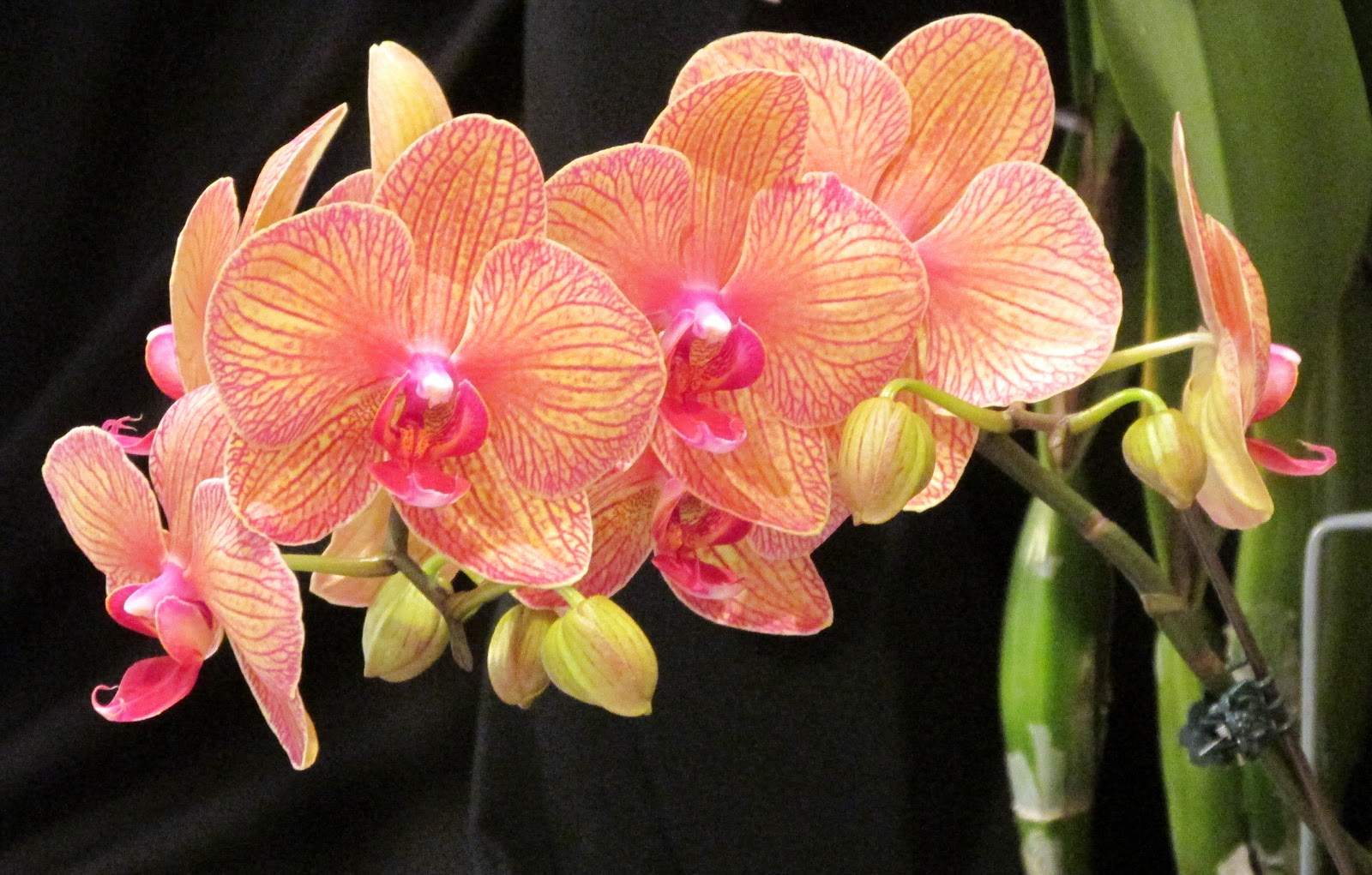 1 orhideja