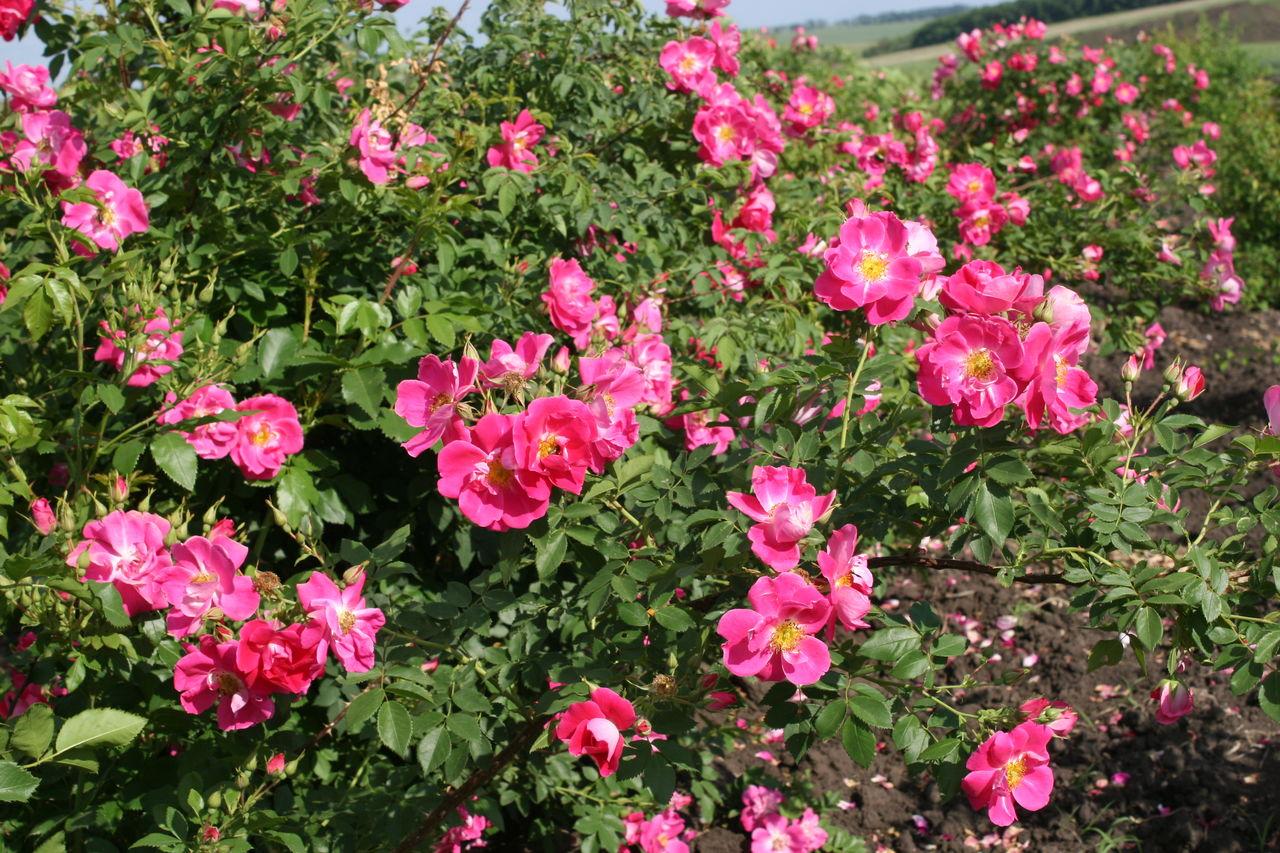 О розе Robusta: описание и характеристики парковой розы Pink Robusta