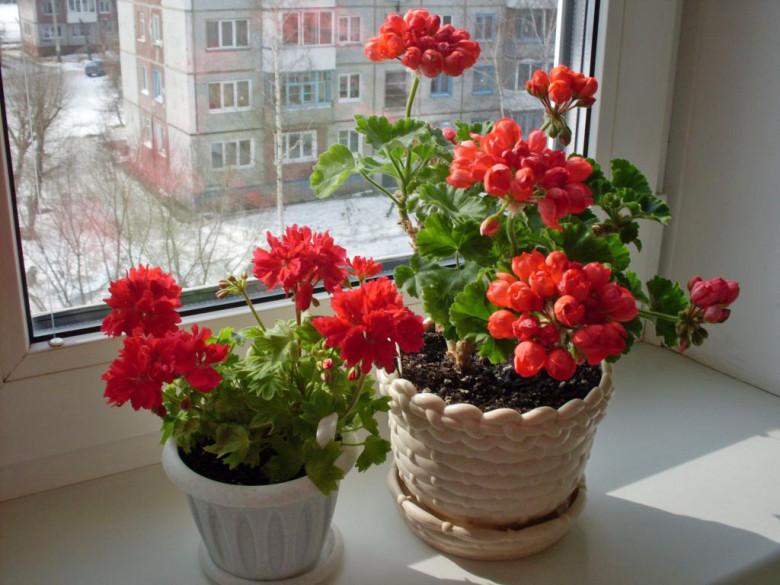 Цветы герань польза в квартире